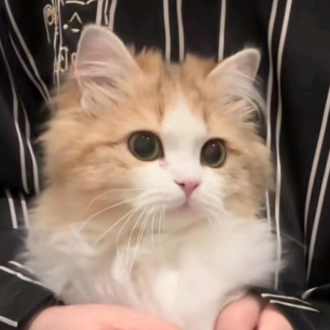 尼古拉斯·猫猫夫斯基