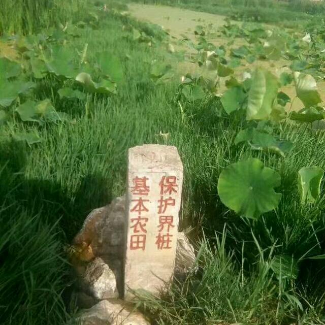 杜远卫