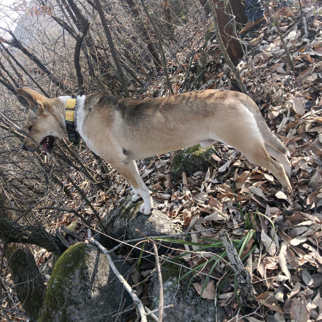 白脖战队（为人民服务，狩猎护农）