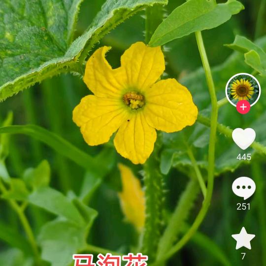 朵朵手工花语！（接订做成品）