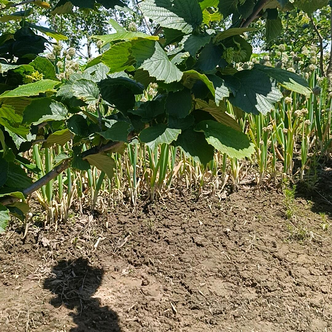 小宝贝