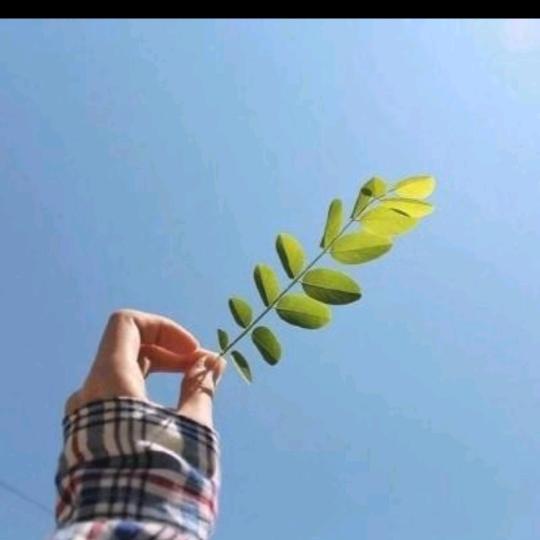静心🍊