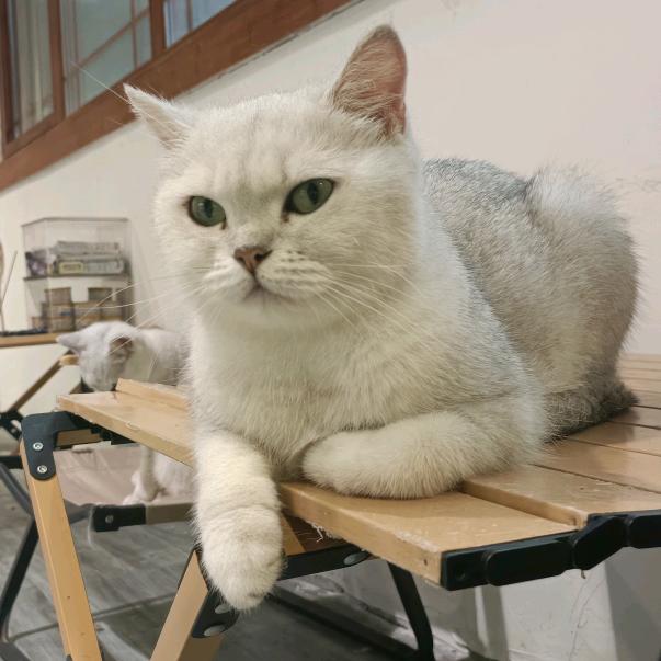 篮球青花鱼朵朵