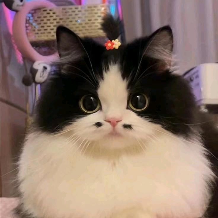 塔罗师James的一天