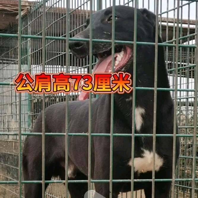 临沭县春风犬舍