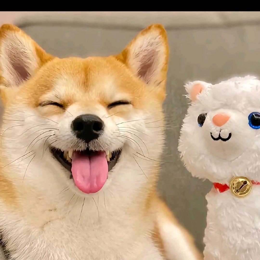 土豆君