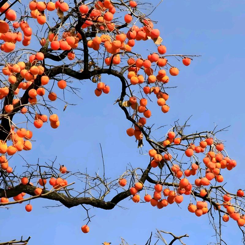 小张的生活日志