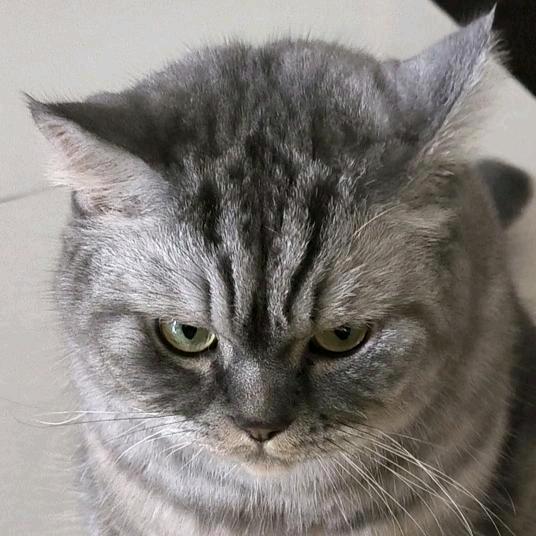 纸蛋糕