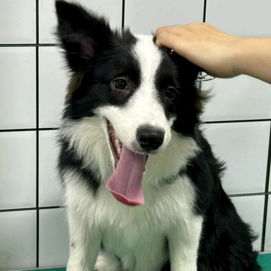 没有双眼皮🥷🏽🥷🏽🥷🏽