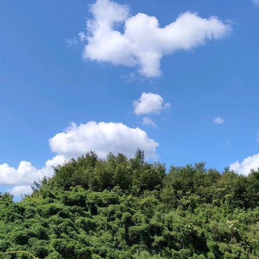 明明爱唱歌！