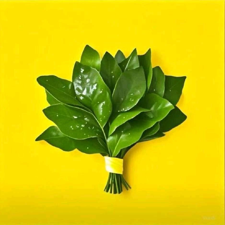 🐝🌺🌺三个猫的猫爸