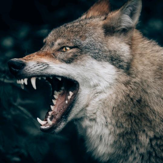 狼🐺狂