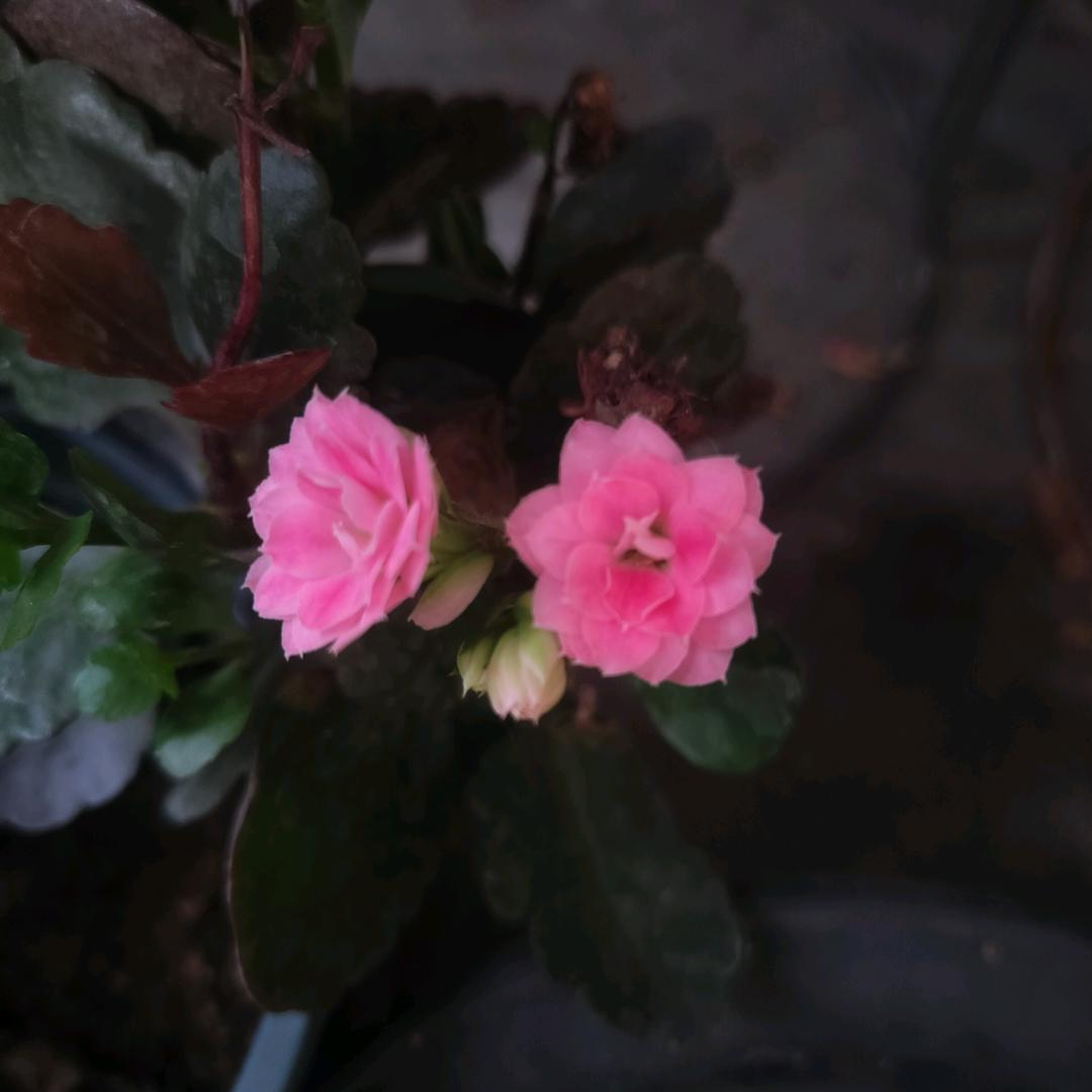 馨香随