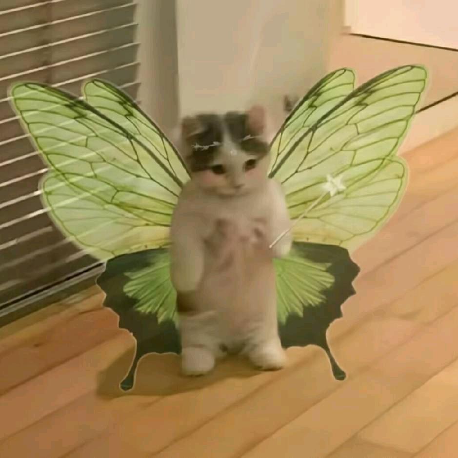 小野猫