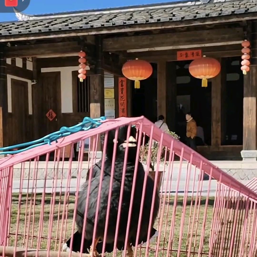 八哥《精品网红八哥》