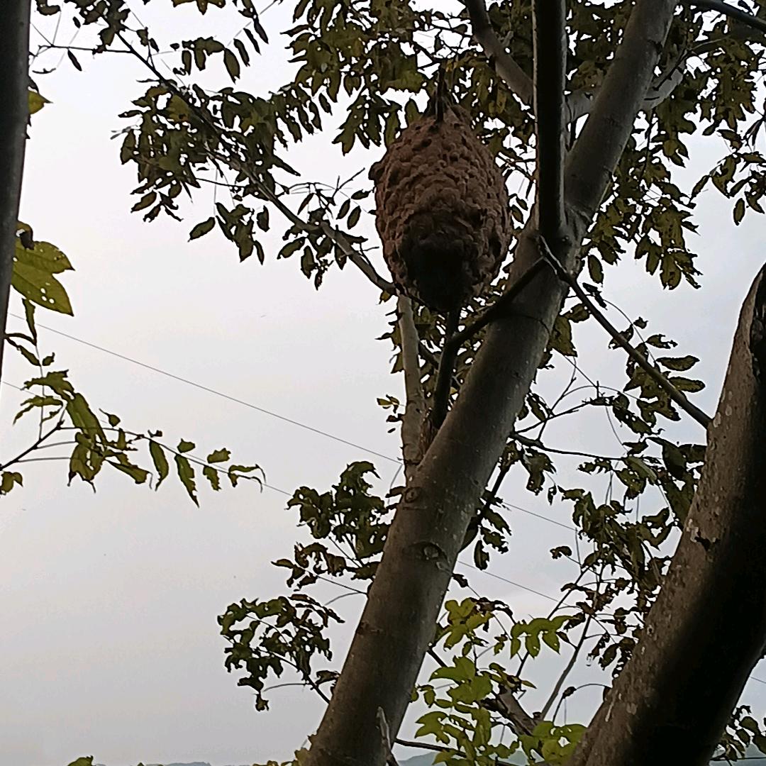 龙新 乡绕廊村小段 胡蜂养殖