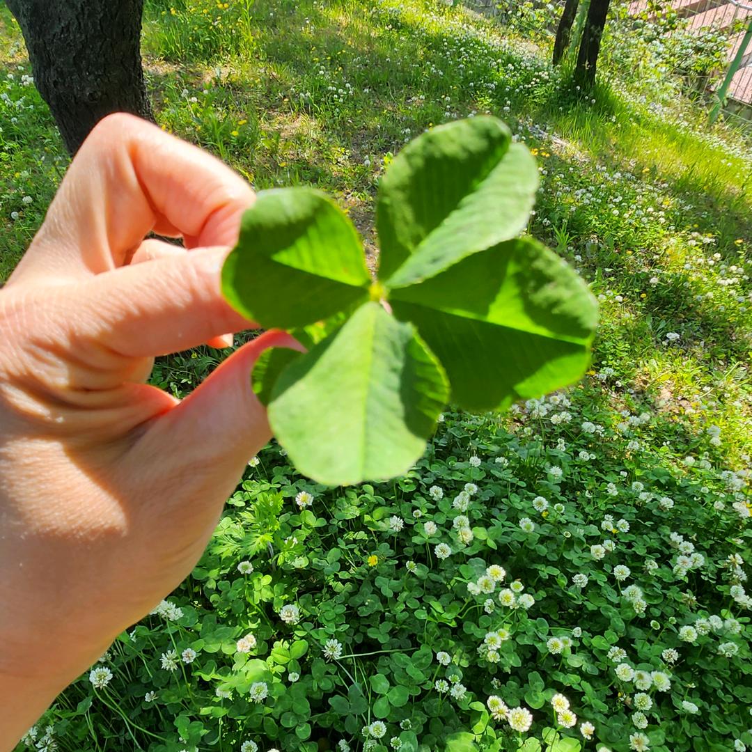 幸运草🍀🍀💕💕