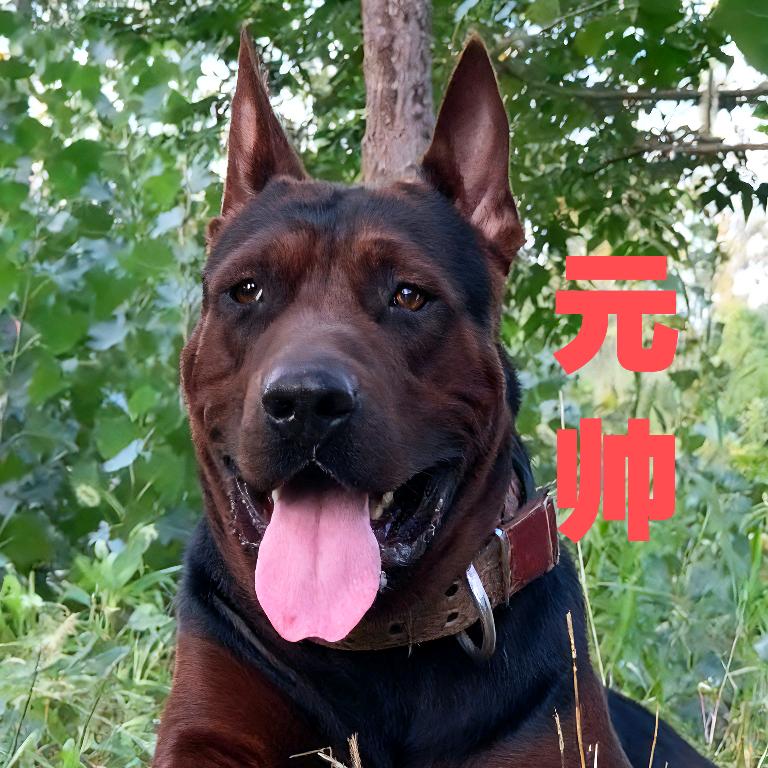 扶沟老王犬舍（莱州红）