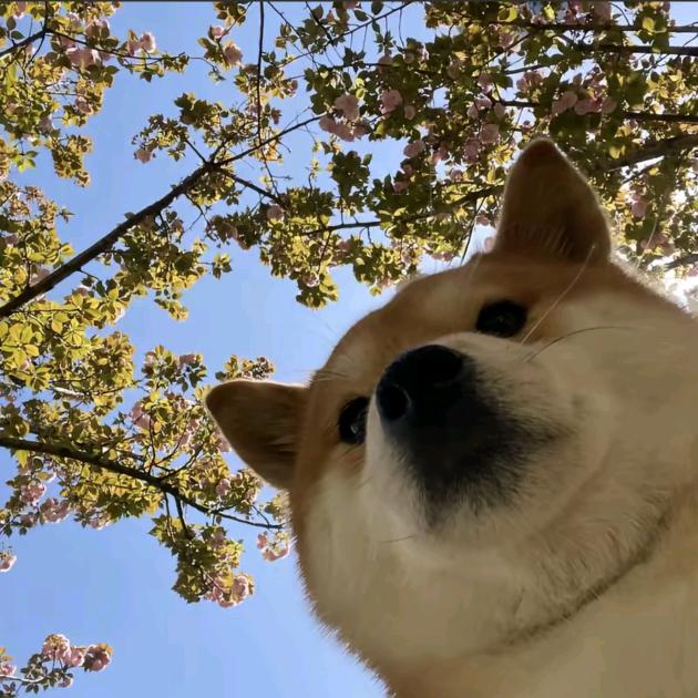 宇宙终极无敌暴龙战士