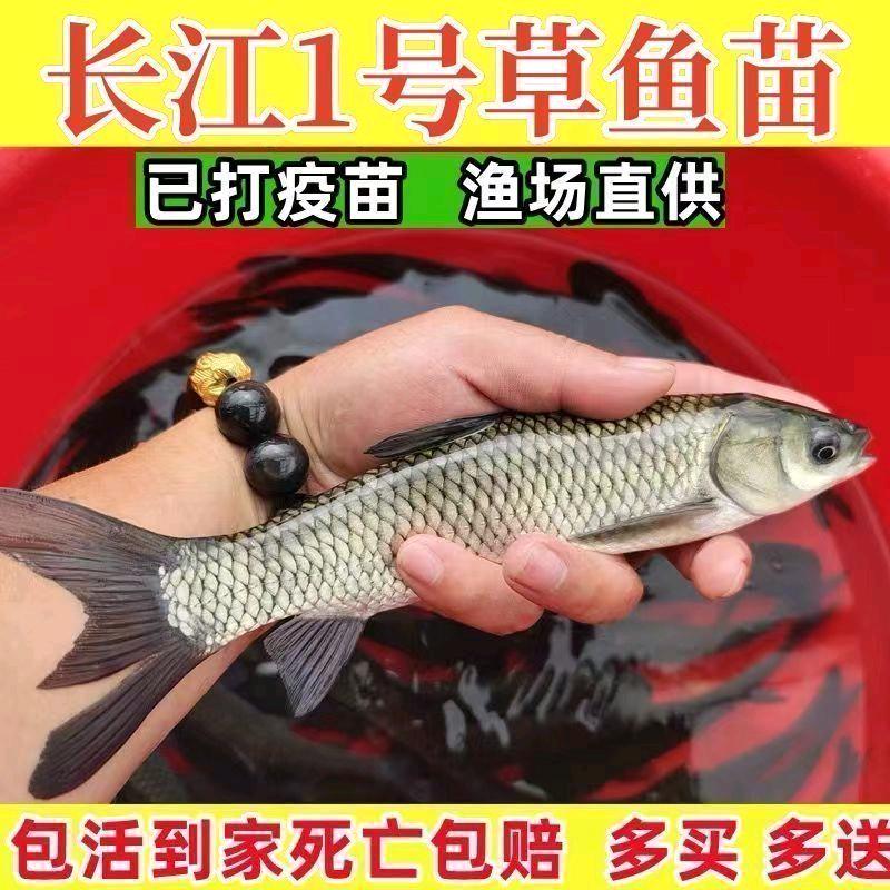 旺家好水产经营店