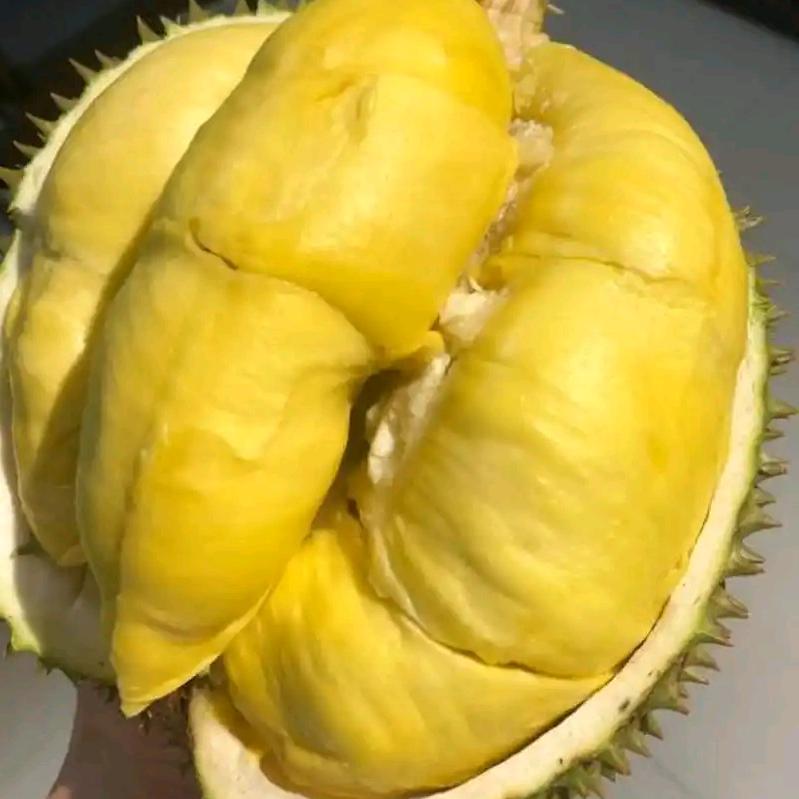 馆陶榴莲小屋