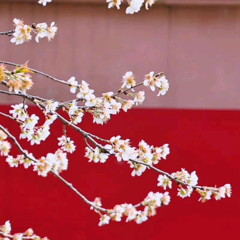 响水长江路手机城-晶晶