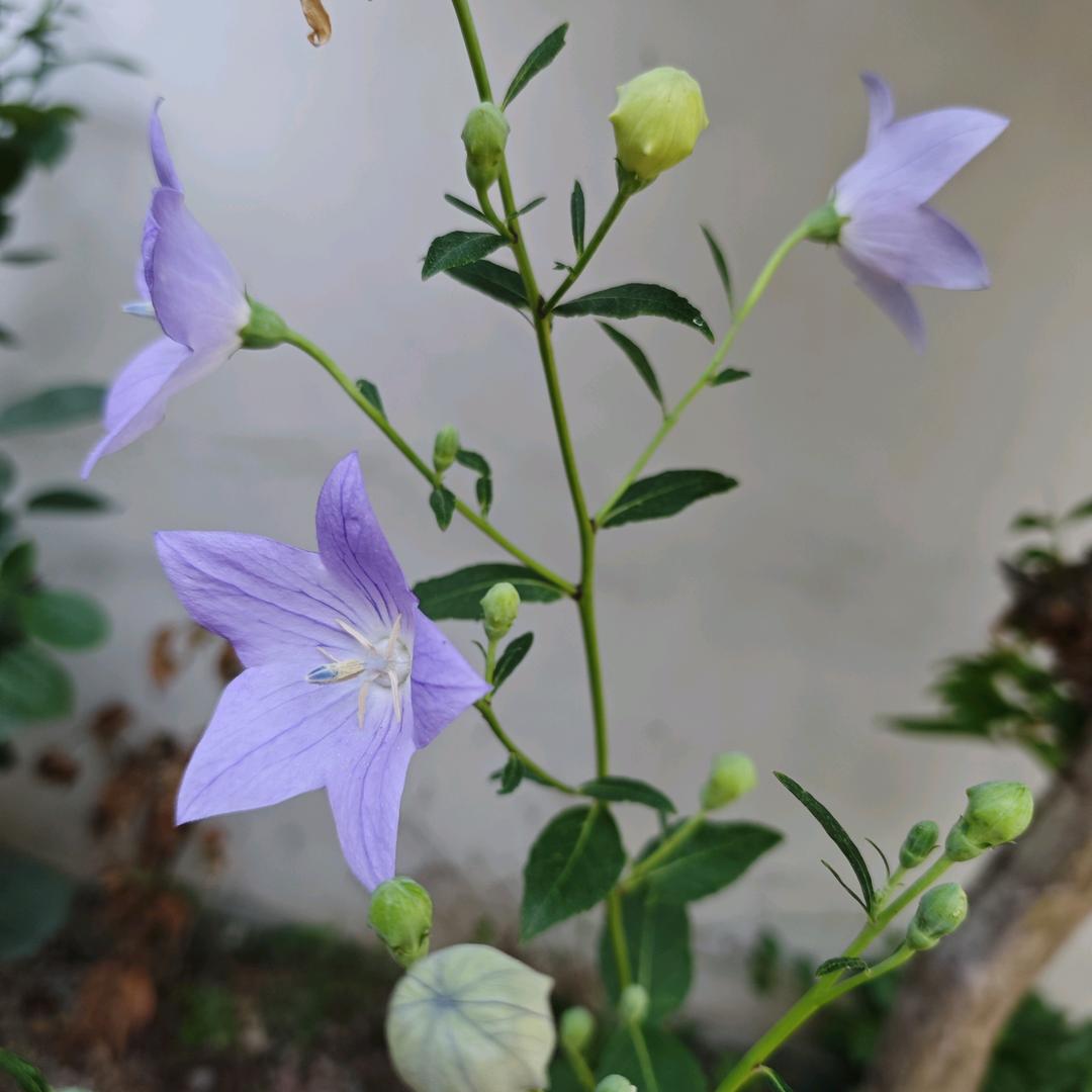 Cai沉默是金（拒绝私聊）