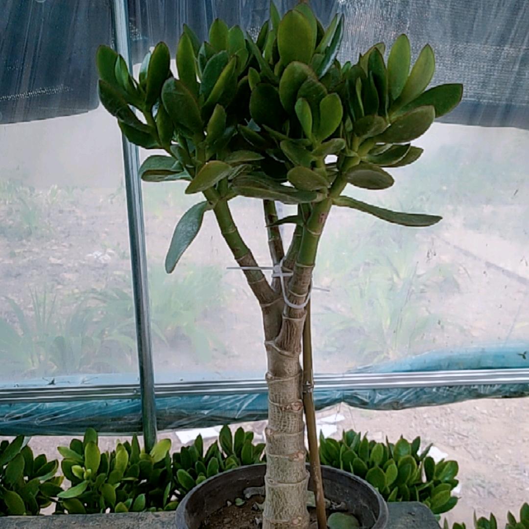 铭亦闻花卉