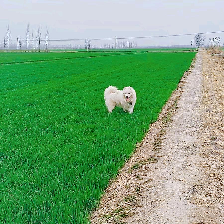 寅秋