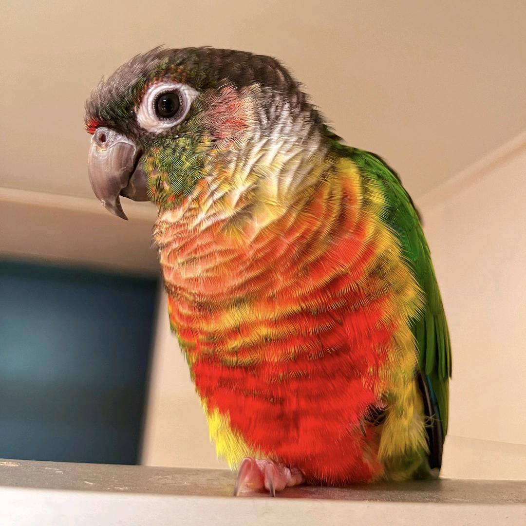 商丘喜鹦宠物用品优品店