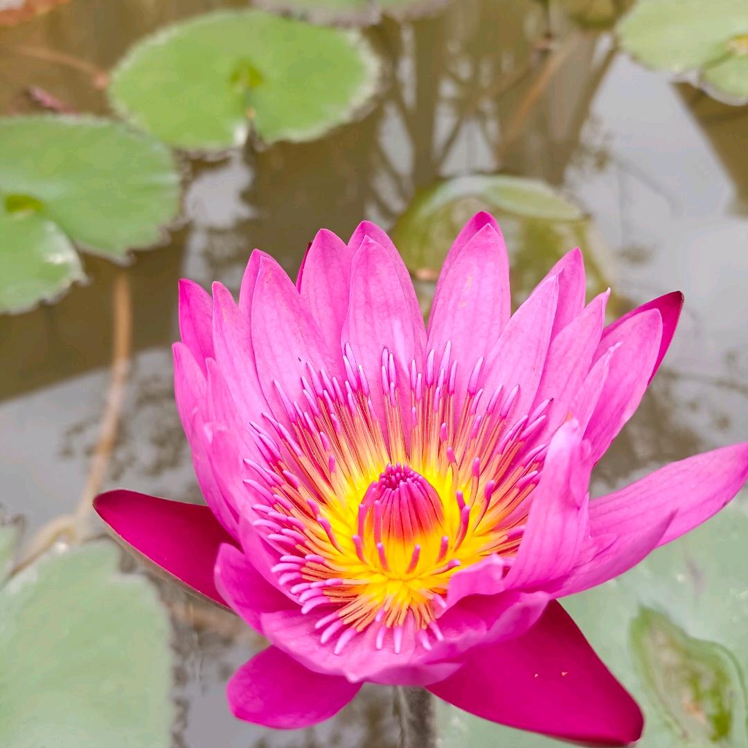 情缘水店《耗子哥》