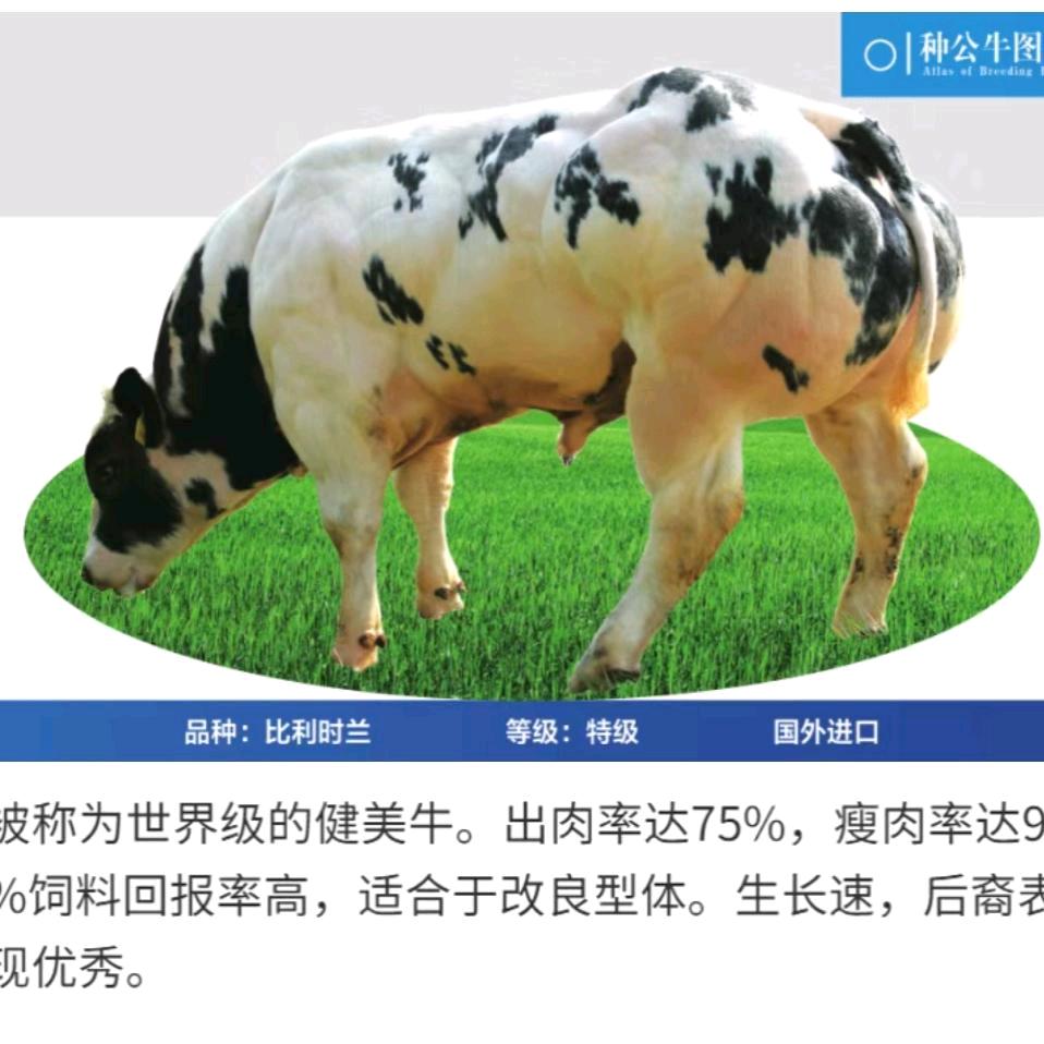 鑫犇牧业肉牛养殖与销售
