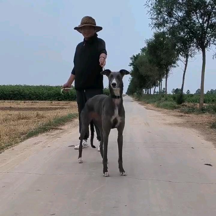 犬寶太极