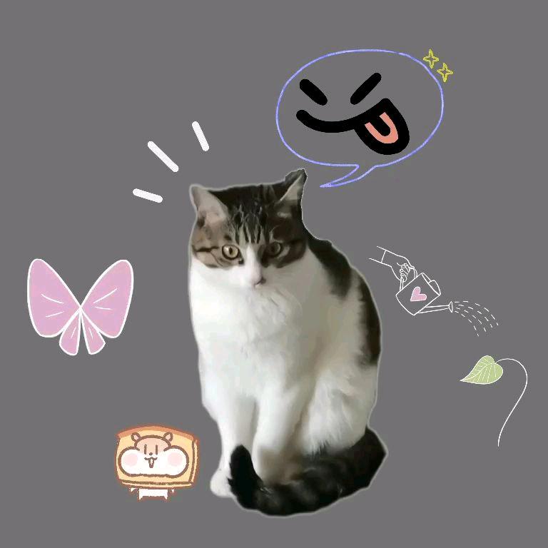 我的小猫有大头