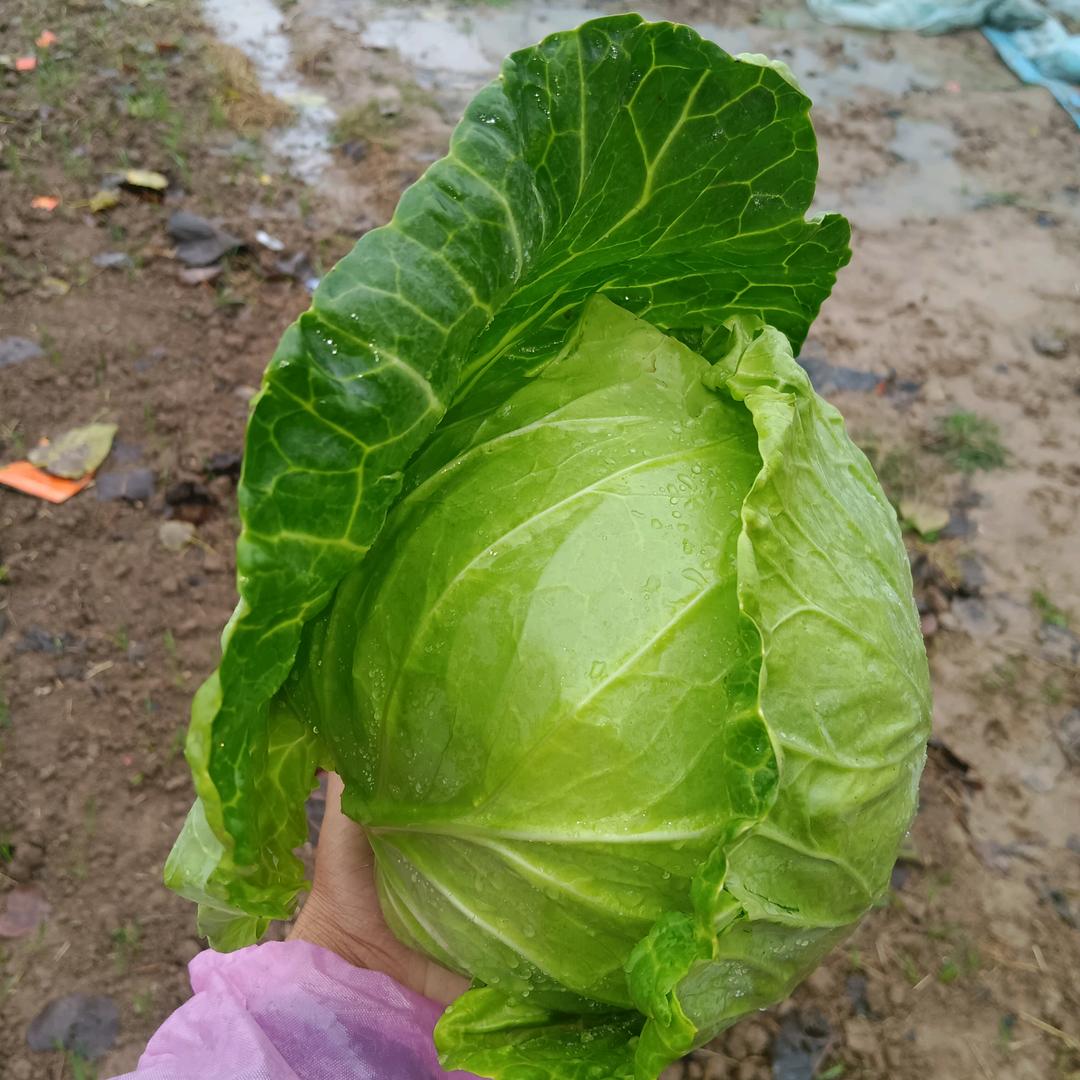 张陈毅，张涵易的爸爸