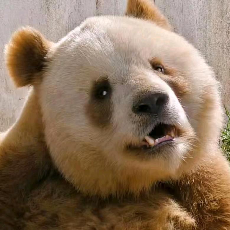 🐼