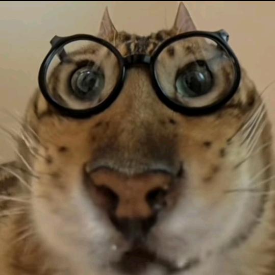 老鼠小猫咪