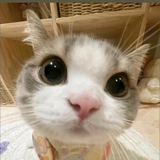 萌的我倒头就睡