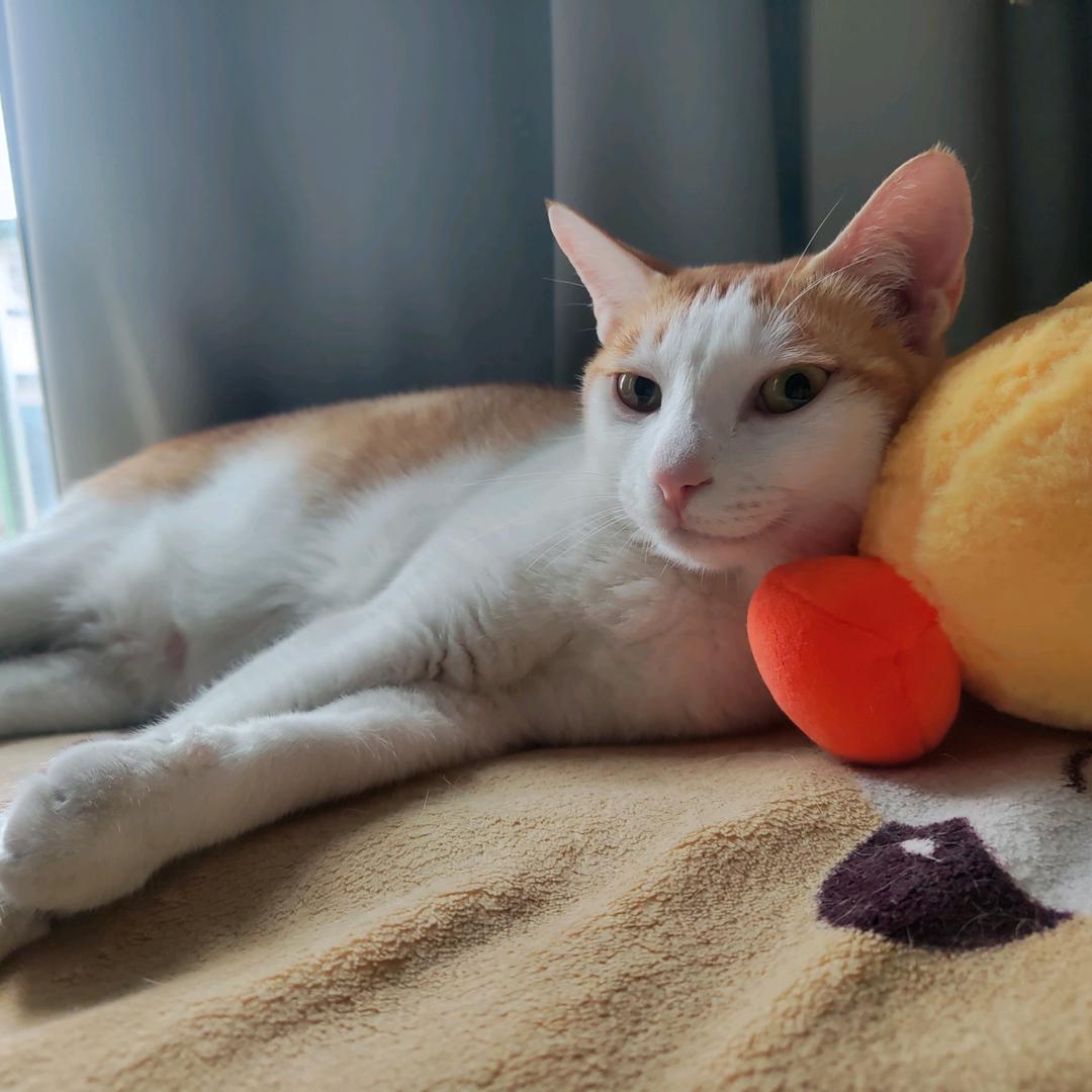 西柚🍊