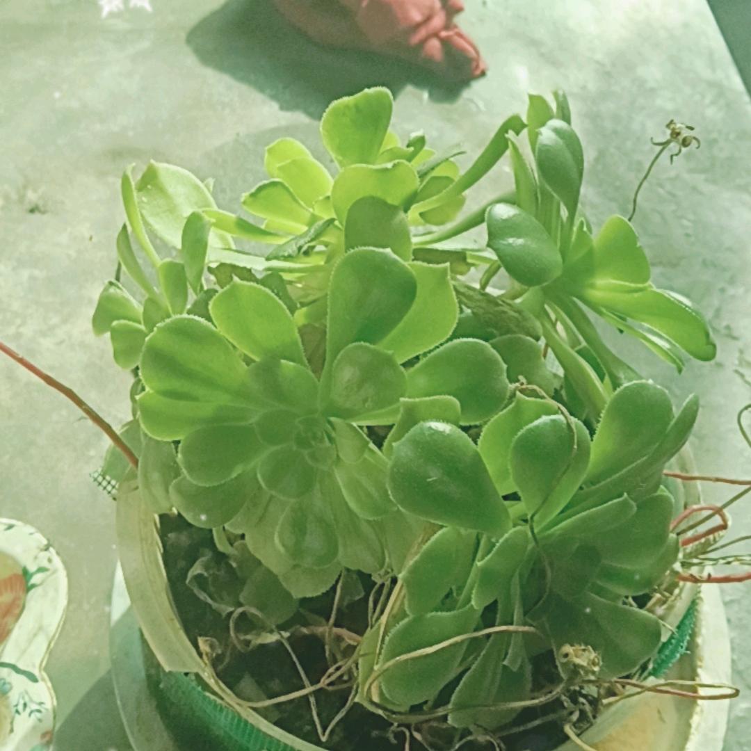 快乐每一天玫瑰花