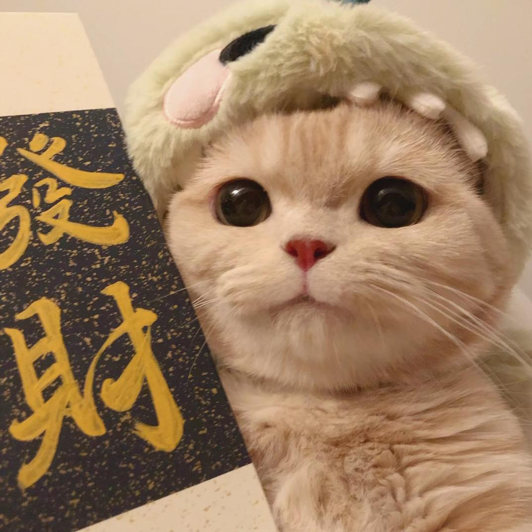 喵meme日记