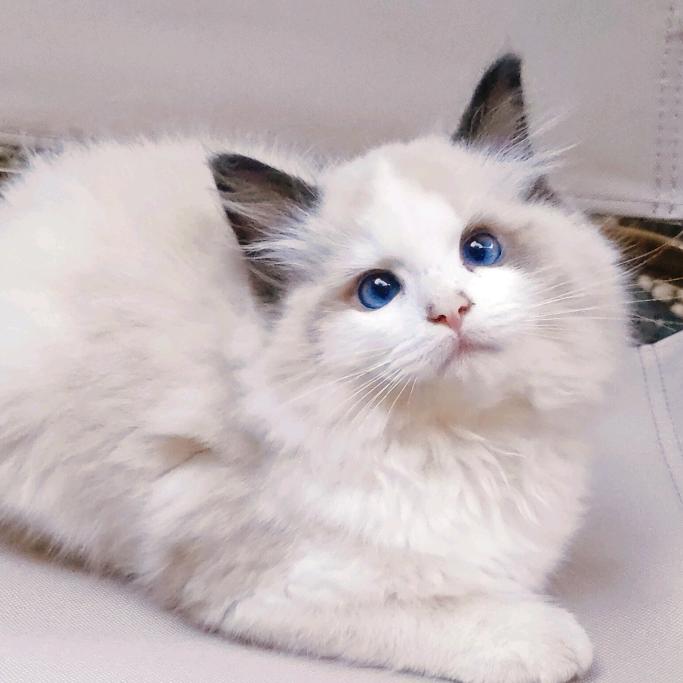 小猪咪
