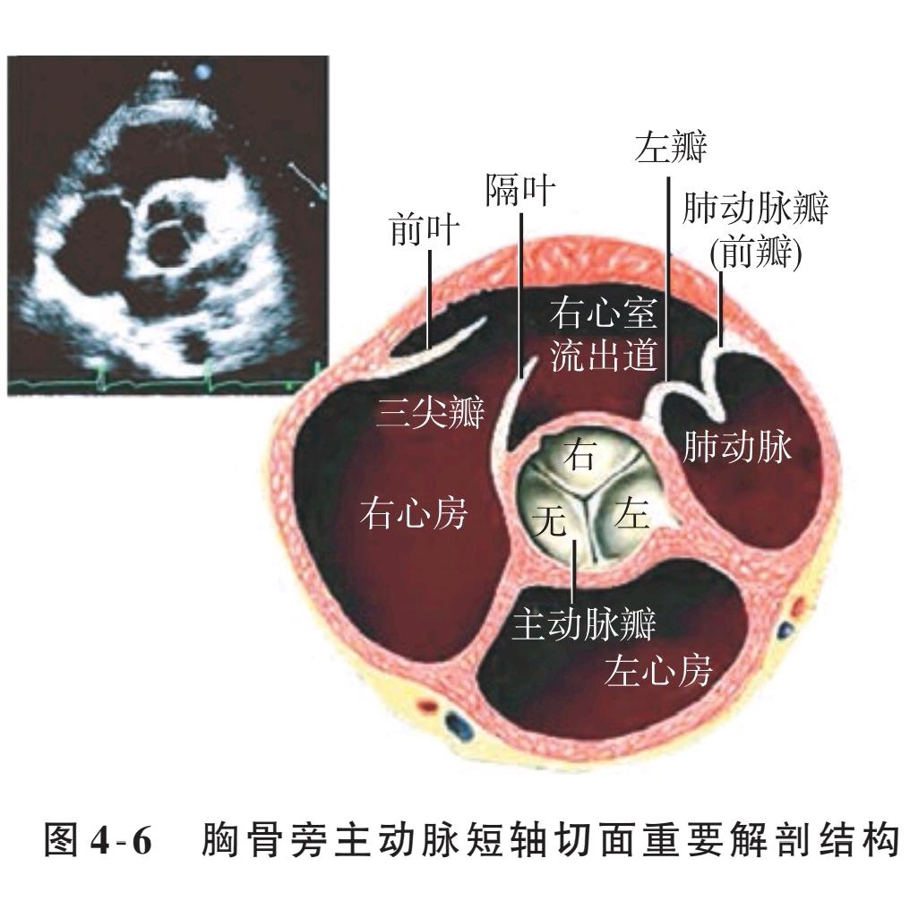 超声知识搬运工
