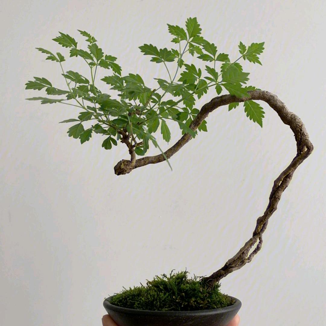 太行山下黄荆崖荆