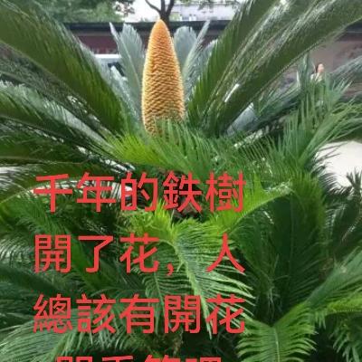 灑仙：別人笑我太疯癫，我笑他人看不穿…
