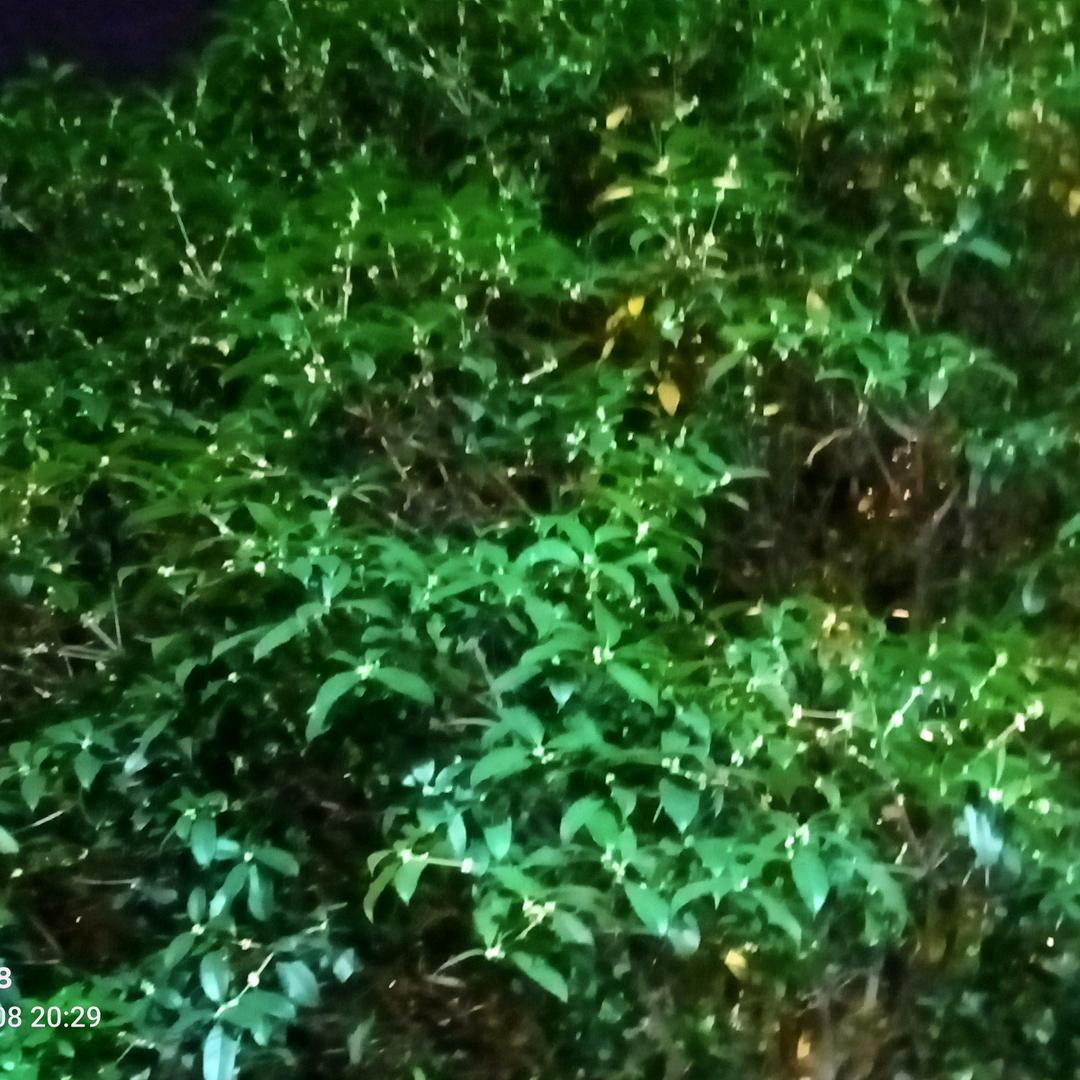 青春之梦
