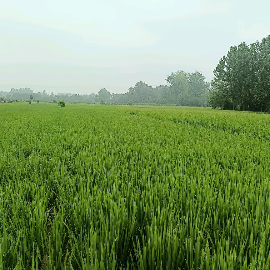 无锡市最后的老实人