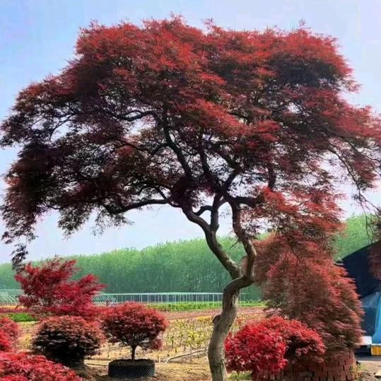枫林湾弯枫景园