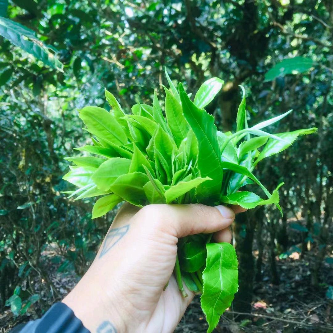 爱喝茶的彭于晏