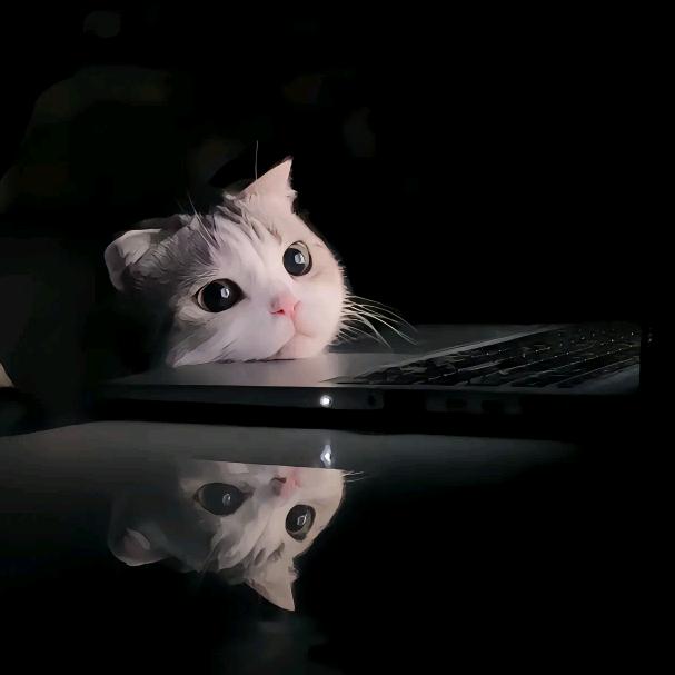 晚安小猫💤